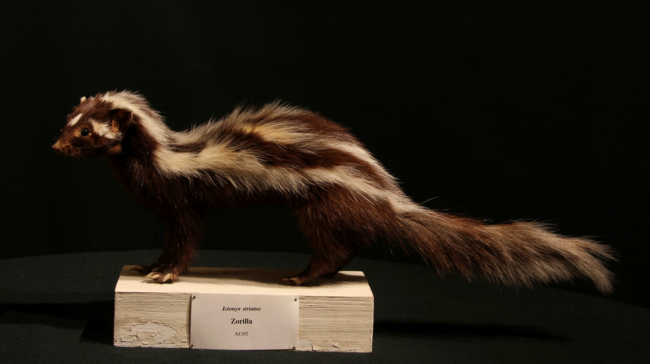 Ett mårddjur, en zorilla.