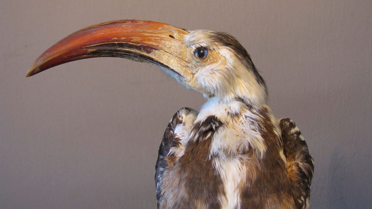 En näshornsfågel i profil från Afrikanska fågelsalen.