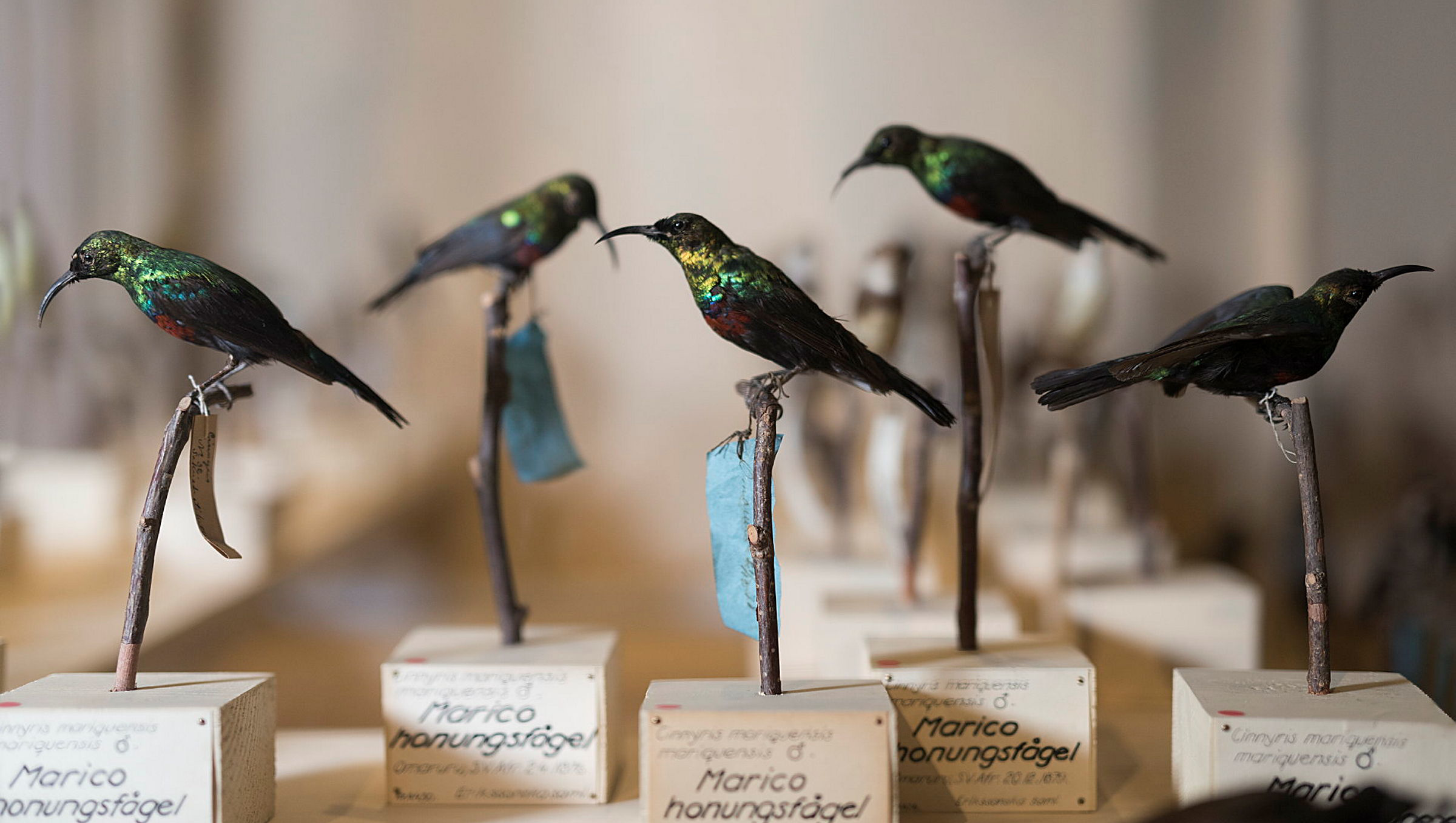 Honungsfåglar i Afrikanska fågelsalen, Vänersborgs museum, Vänersborg.