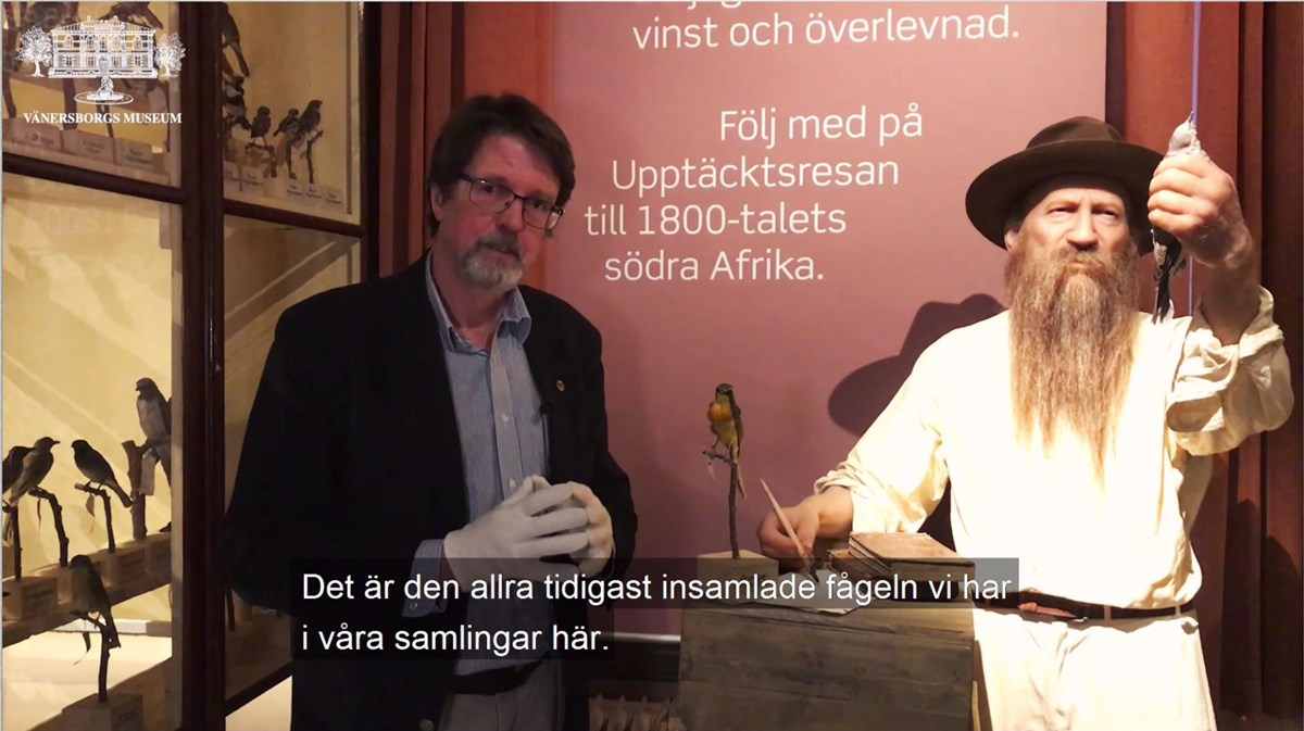 Peter Johansson berättar om orangetörnskatan bredvid en modell av Axel Eriksson.