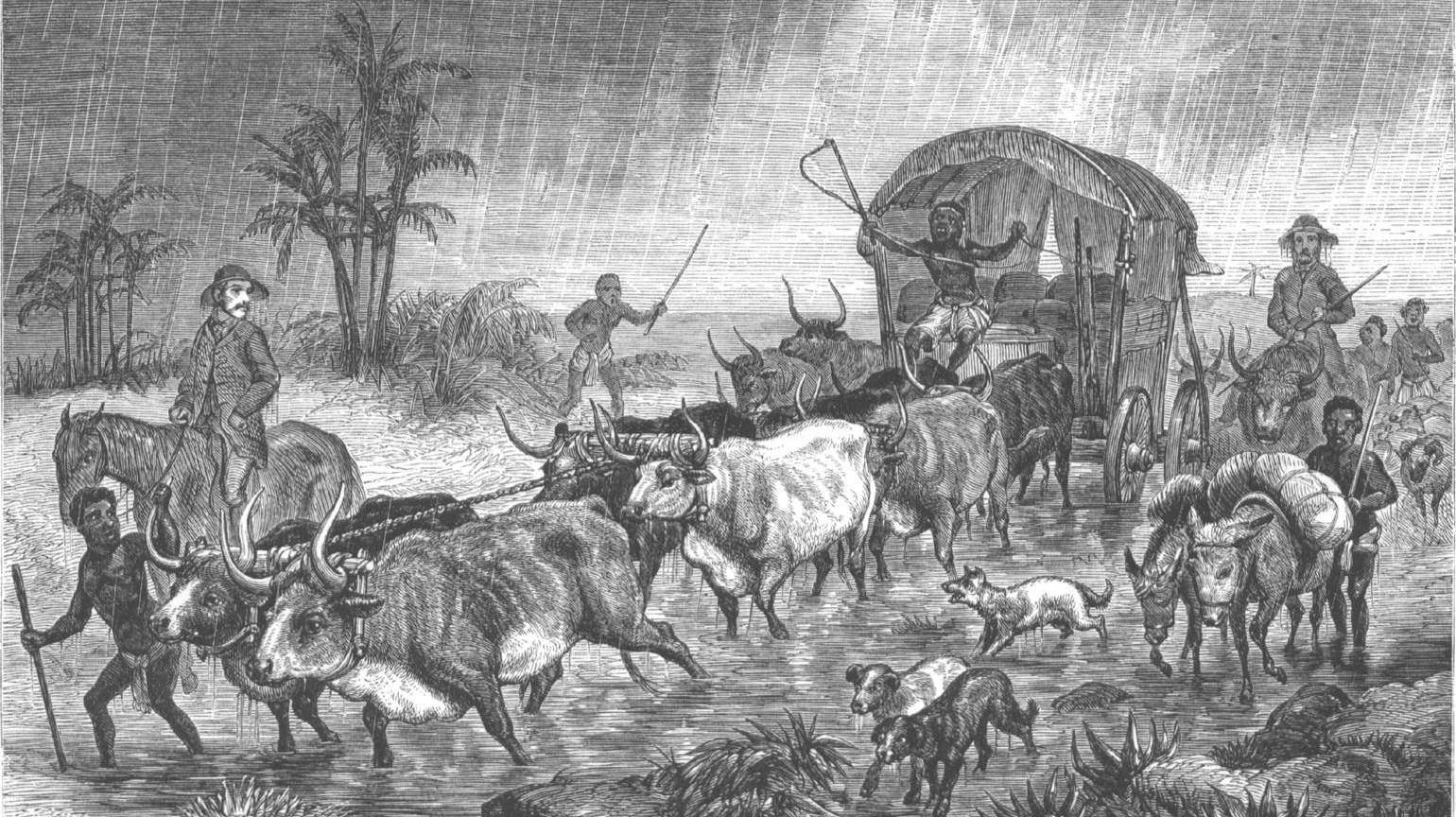 En kärra dragen av oxar dras fram under regn. Charles John Andersson rider bredvid.