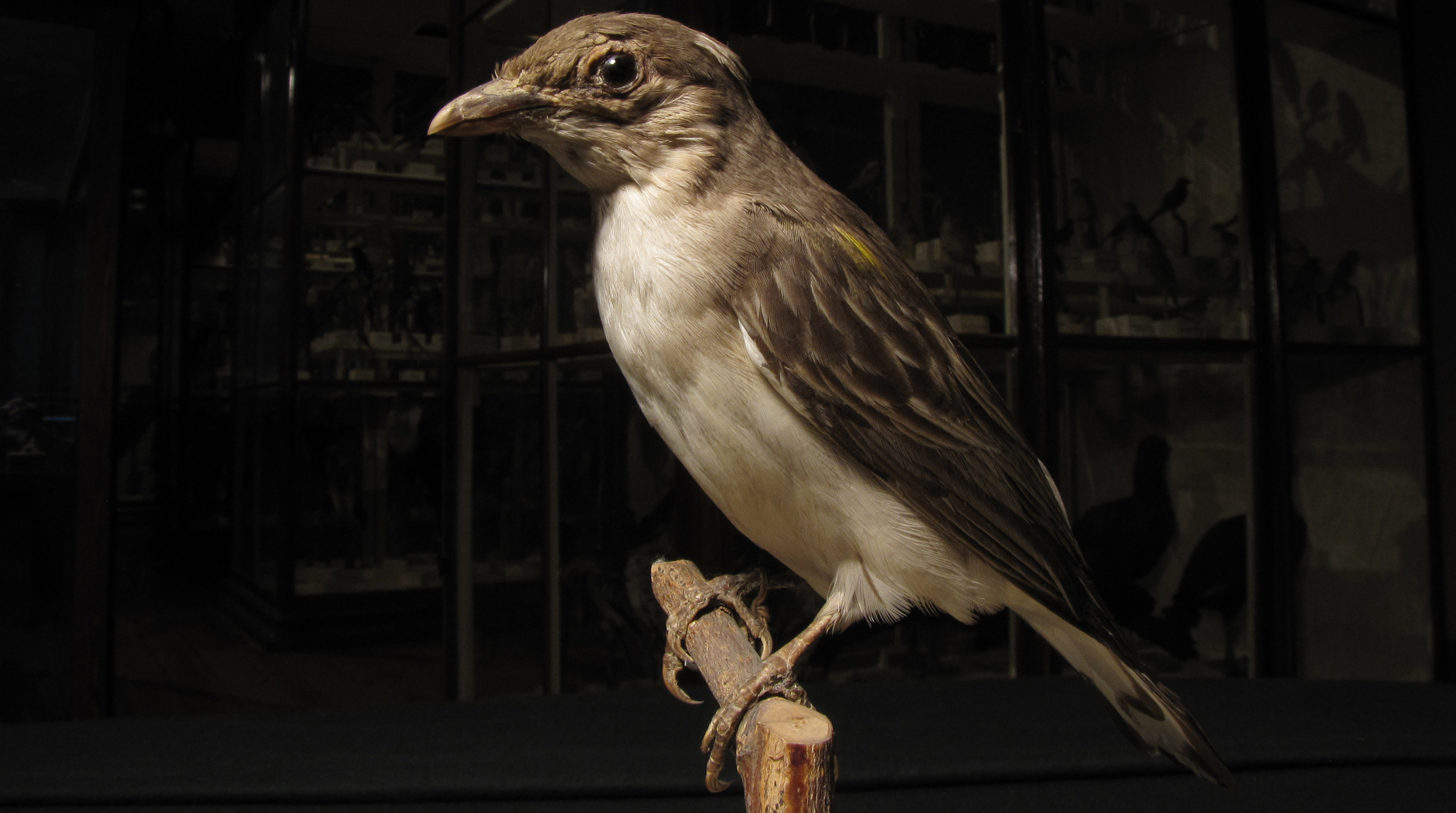 En fågel sittande på en pinne. En honungsvisare.