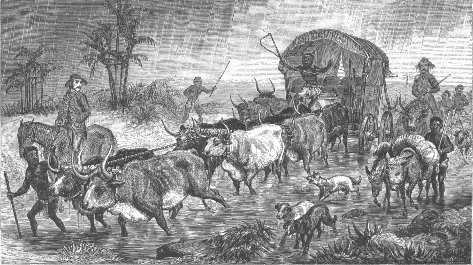 Kärra som dras av åtta oxar med ridande män och män till fots.