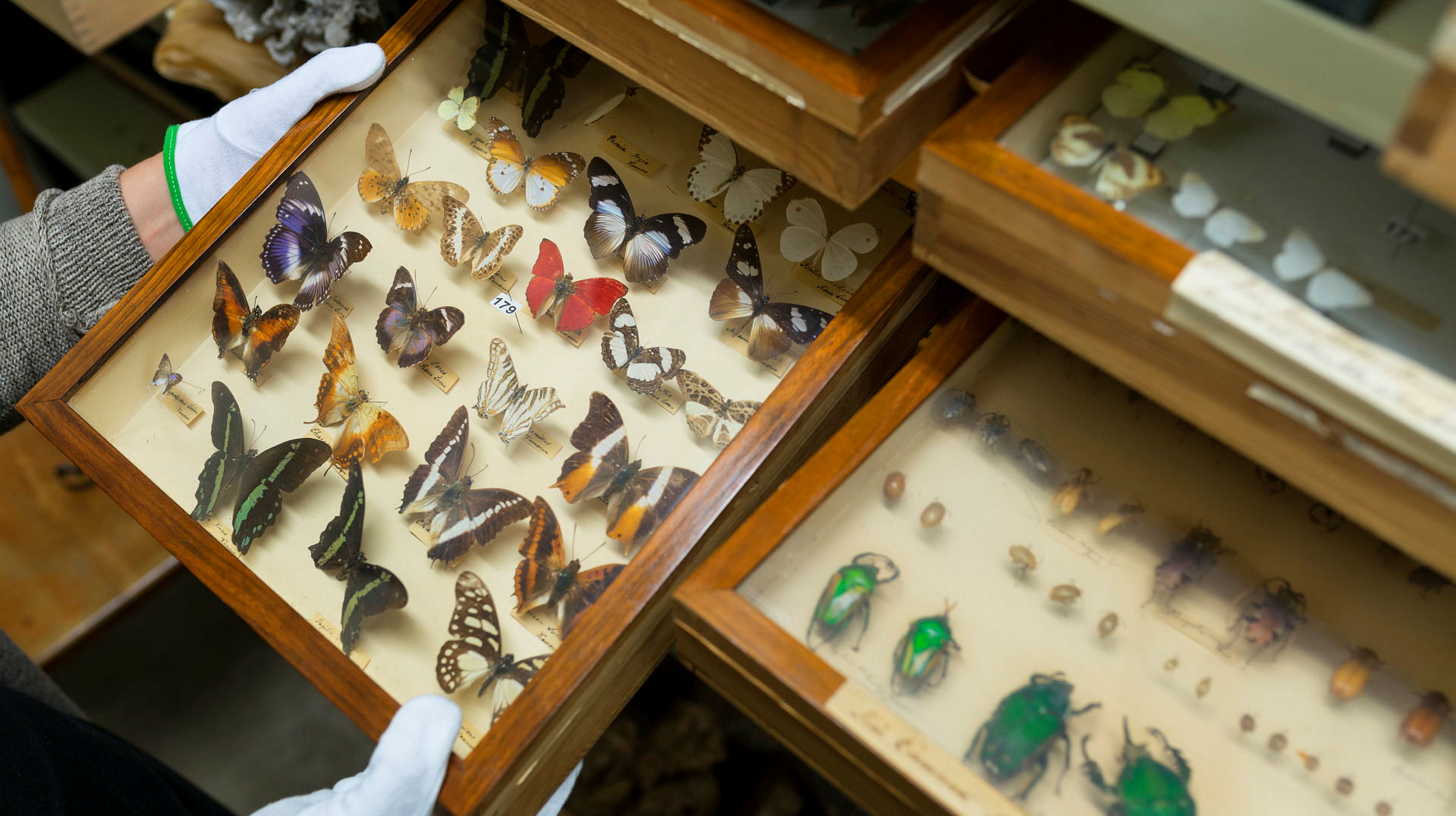 Lådor med fjärilar.