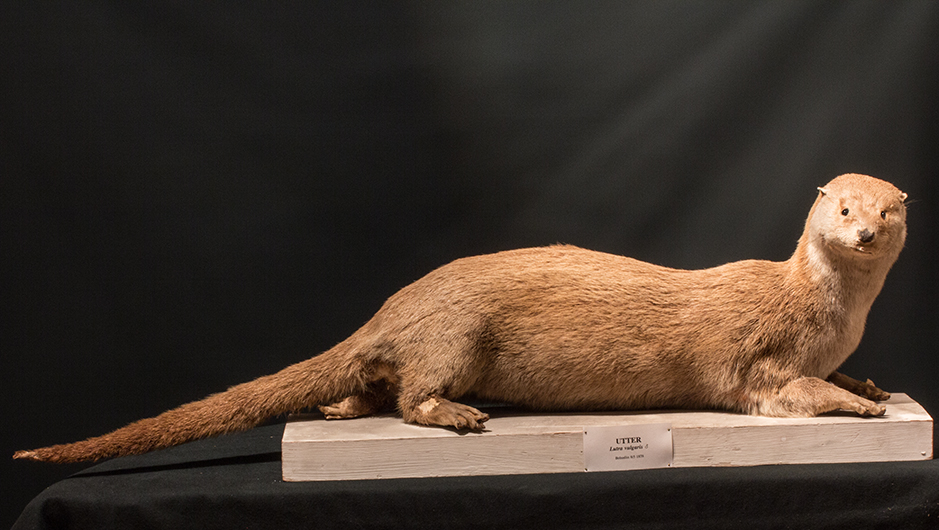 Utter monterad på skiva.