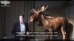 Peter Johansson berättar om älgen på Vänersborgs museum.