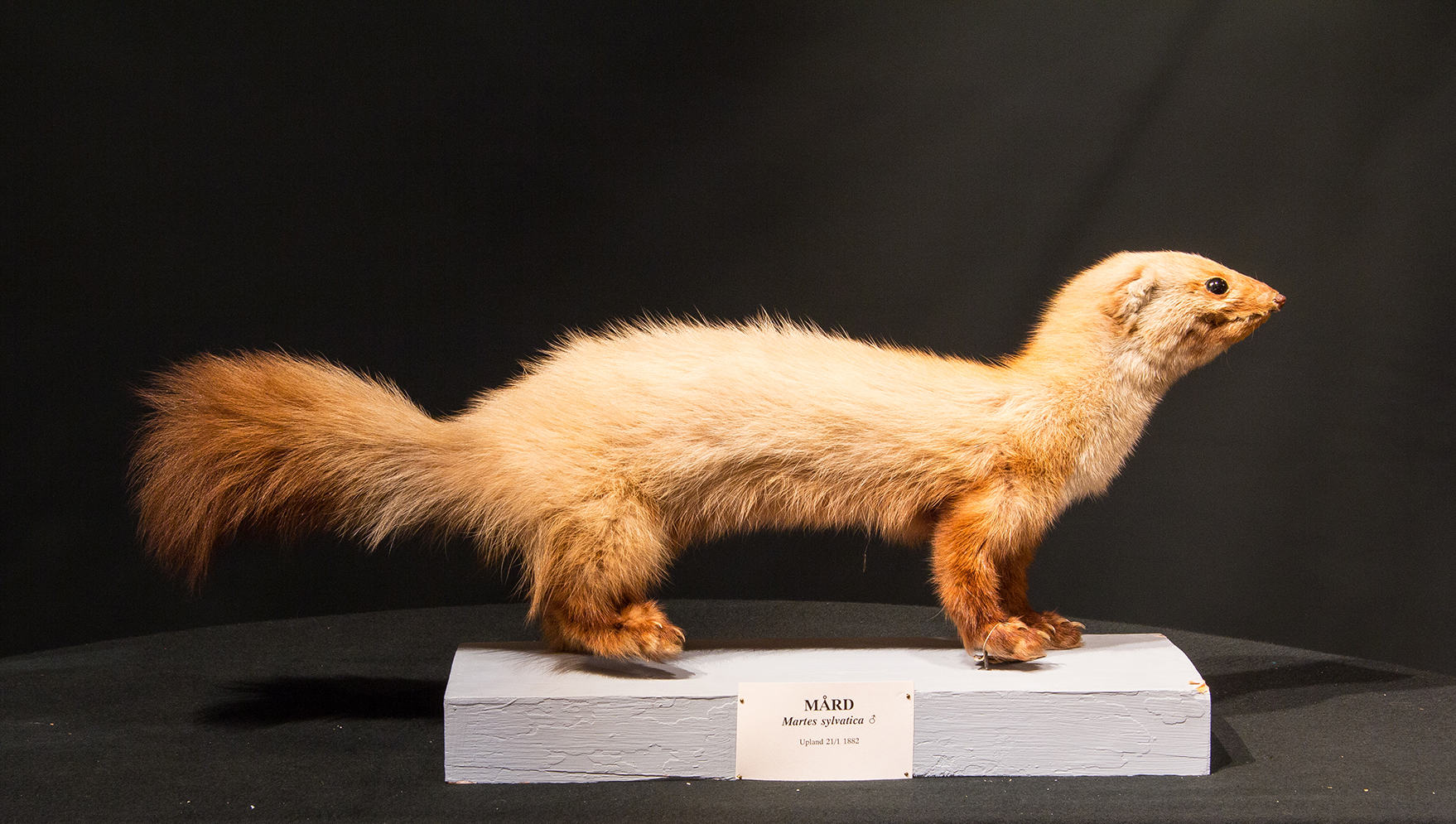 Mård monterad på platta