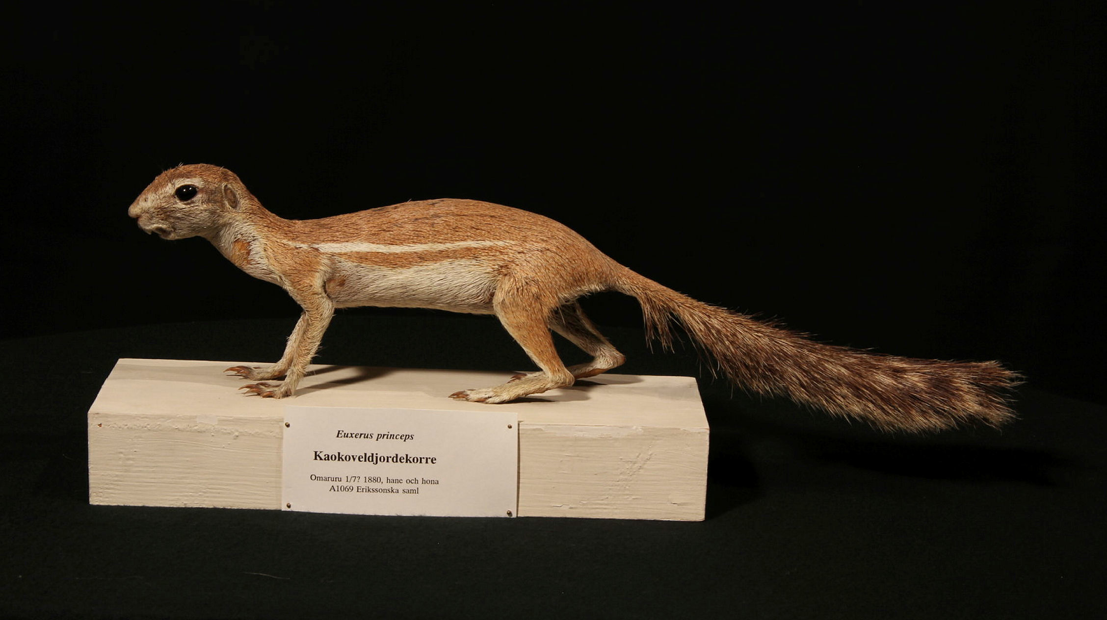 En afrikansk jordekorre.