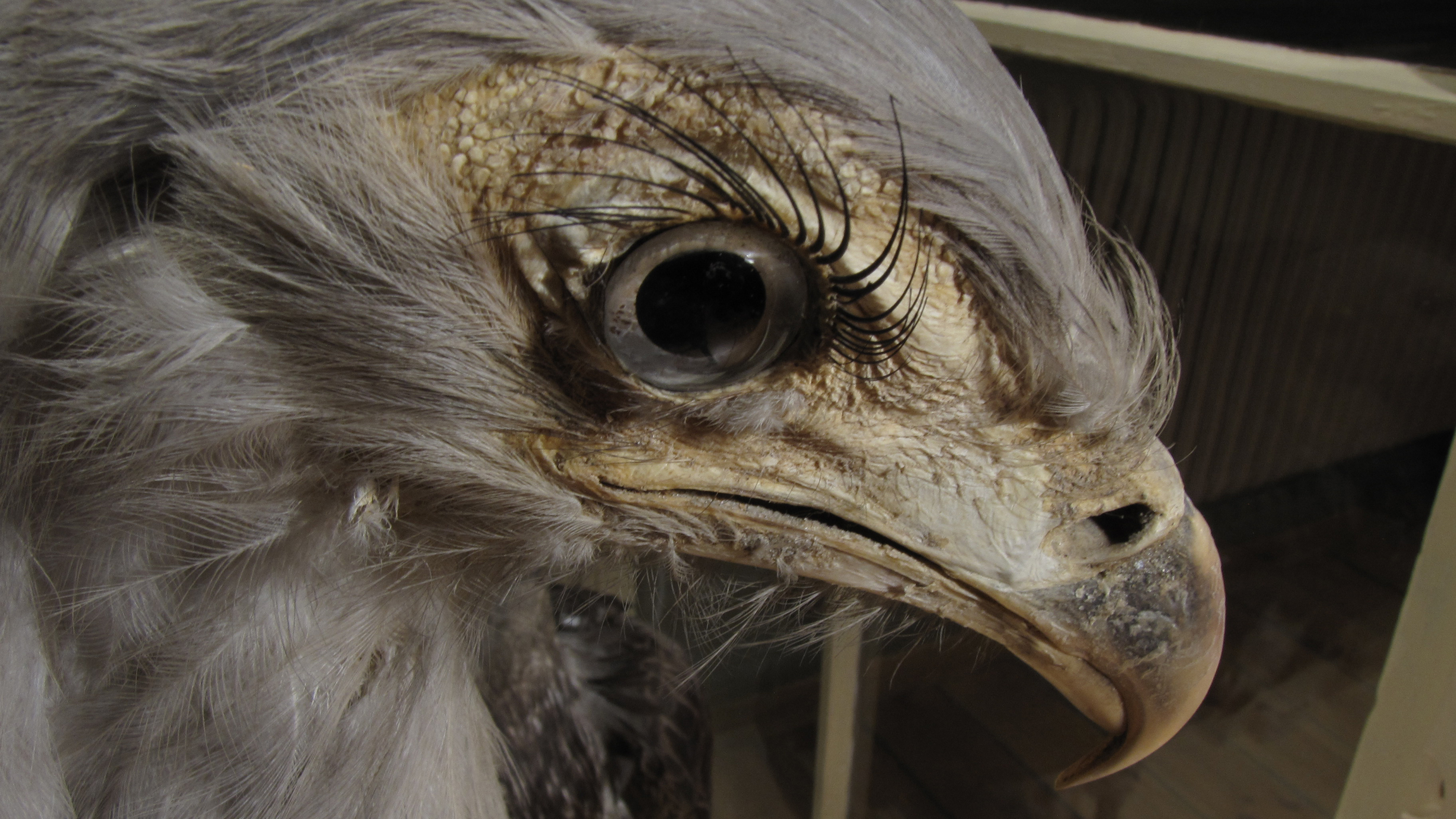 Närbild på en fågel med långa ögonfransar, en sekreterarfågel