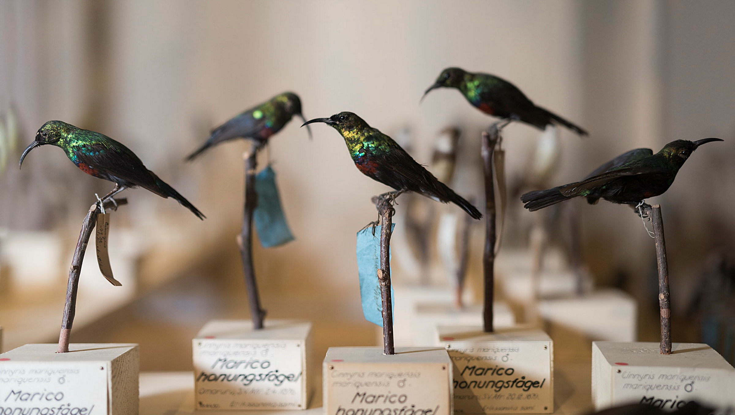 Honungsfåglar i Afrikanska fågelsalen, Vänersborgs museum, Vänersborg.