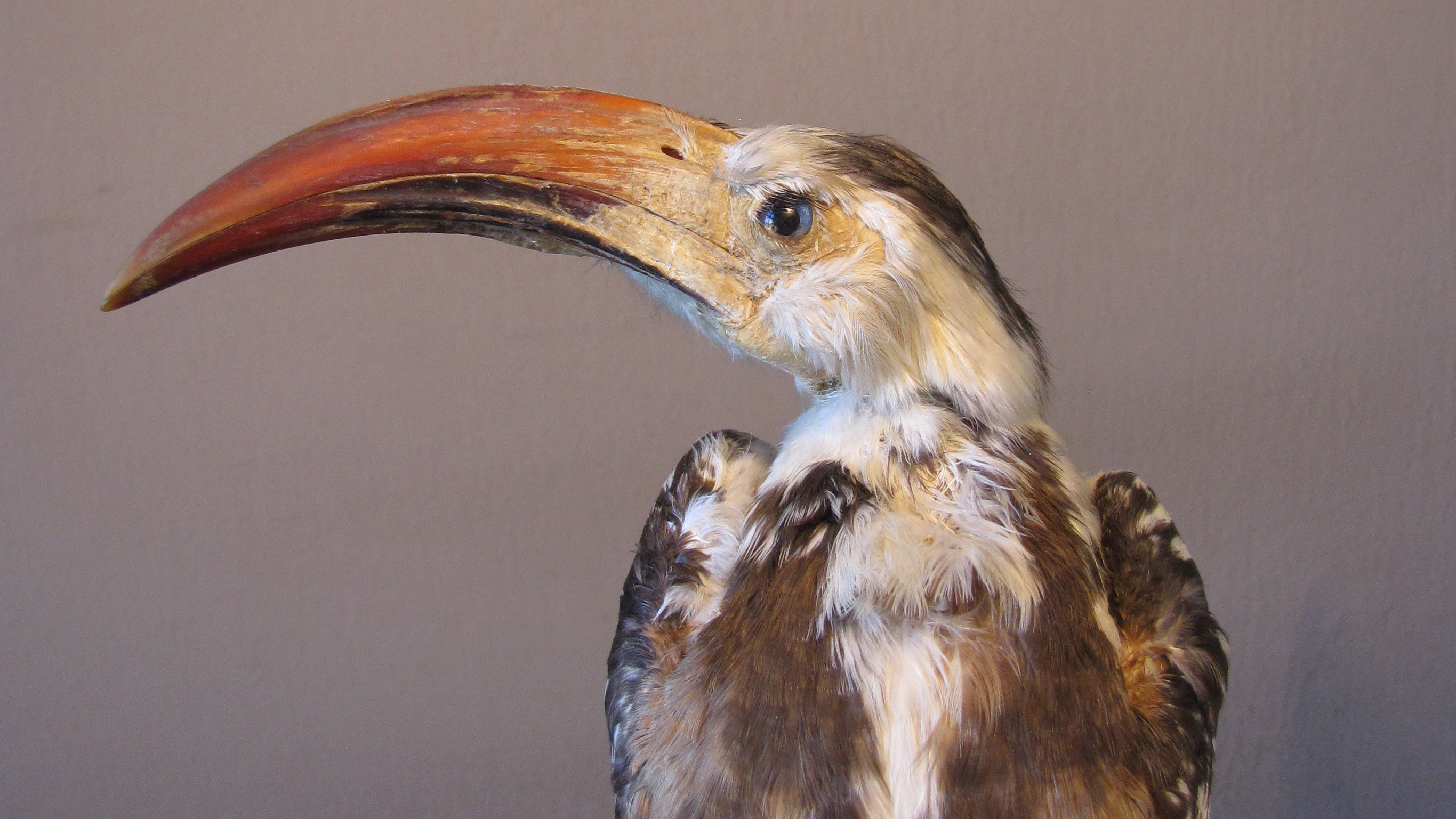 En näshornsfågel i profil.