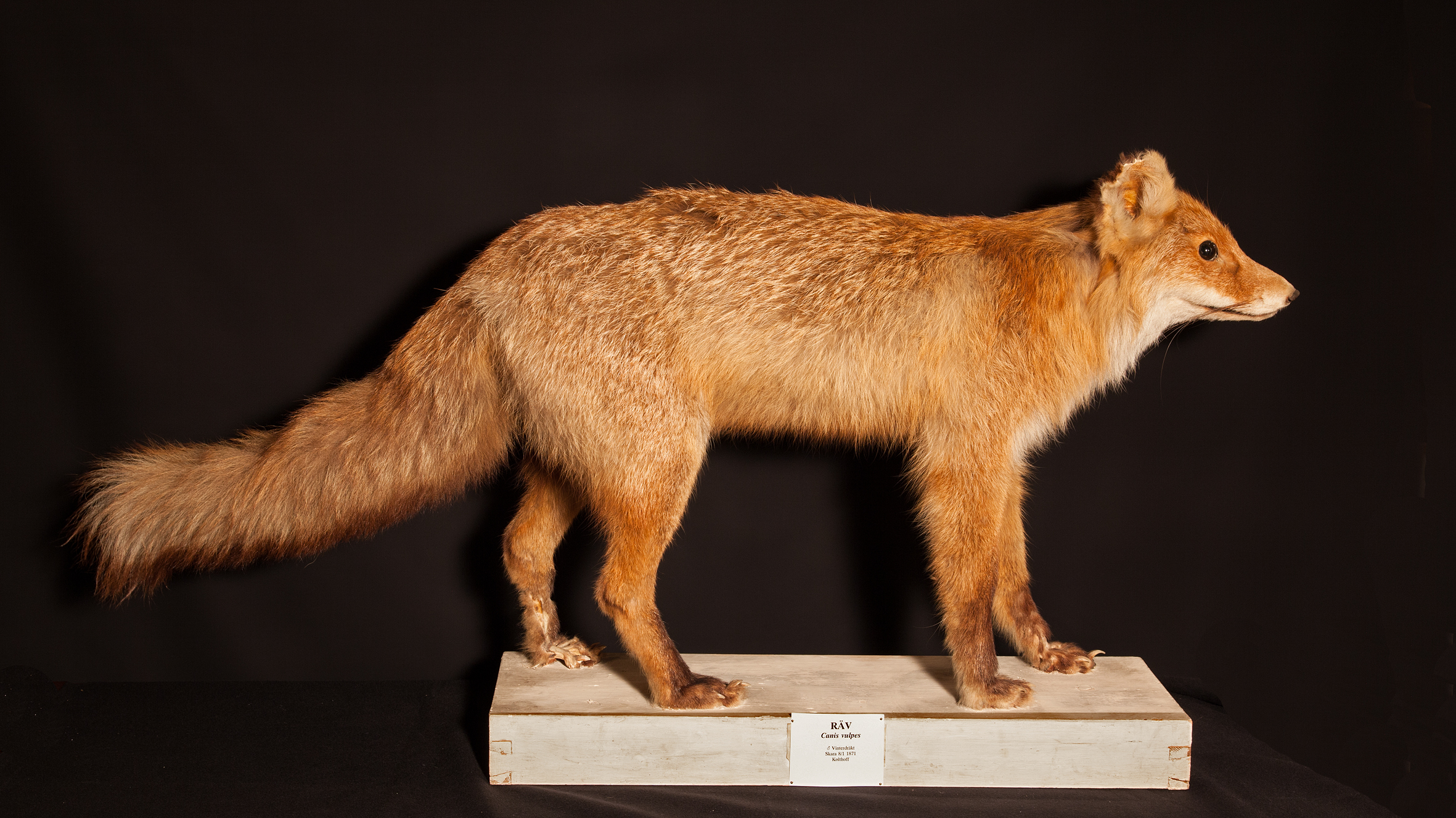 Rödräv monterad på skiva.