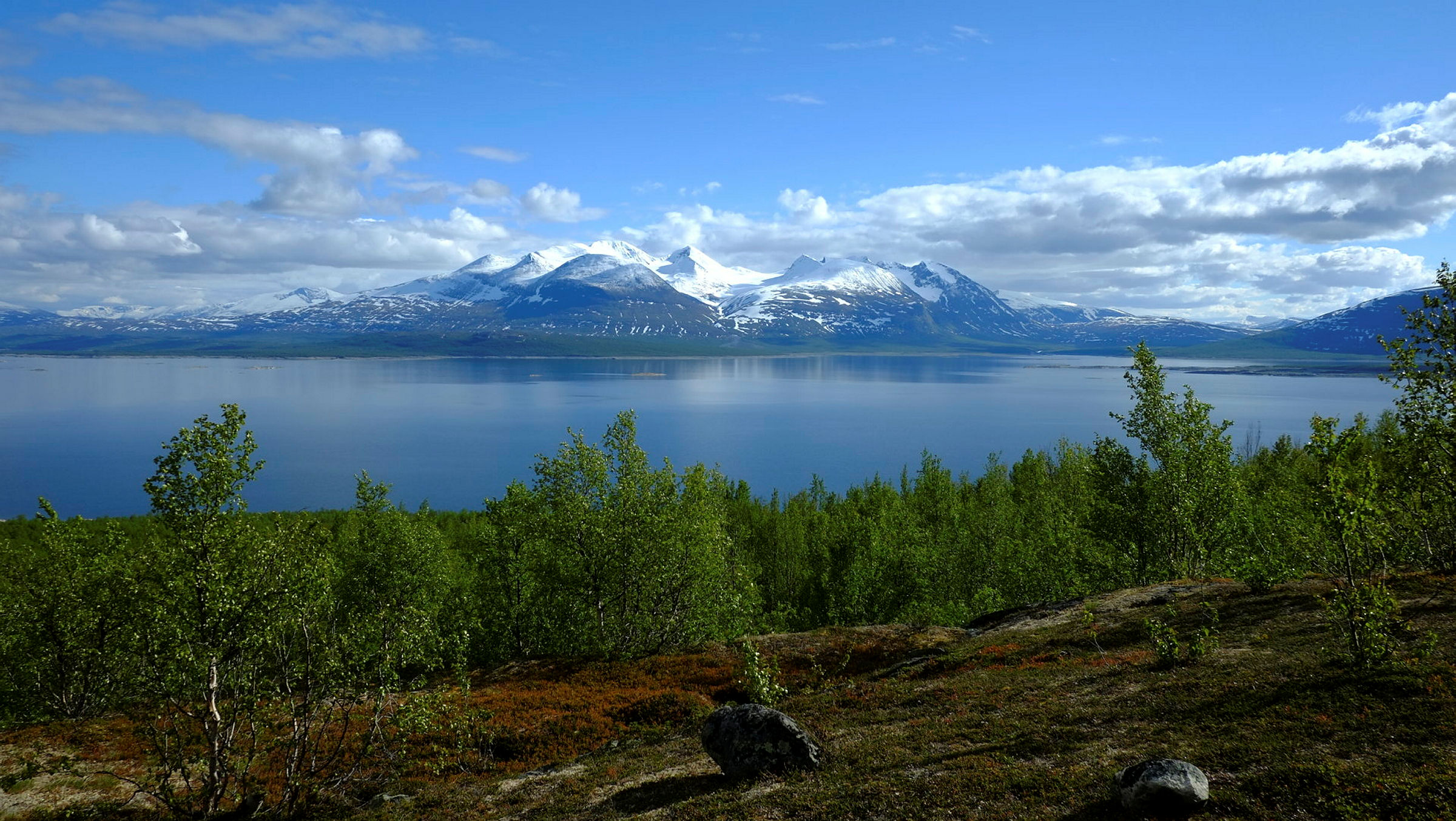 Fjäll med vatten med små björkar i förgrunden.