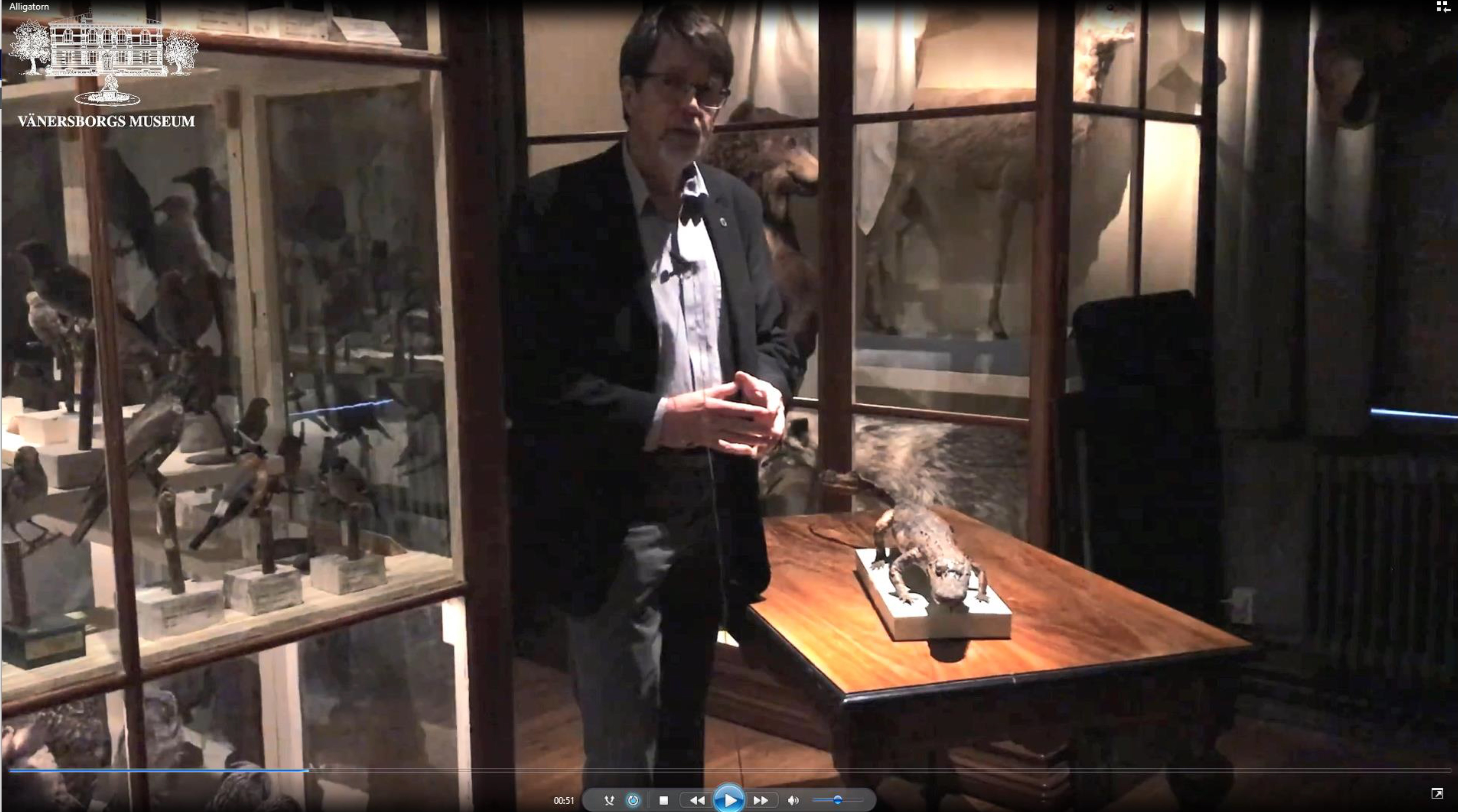 Sveriges enda vildfångade alligator