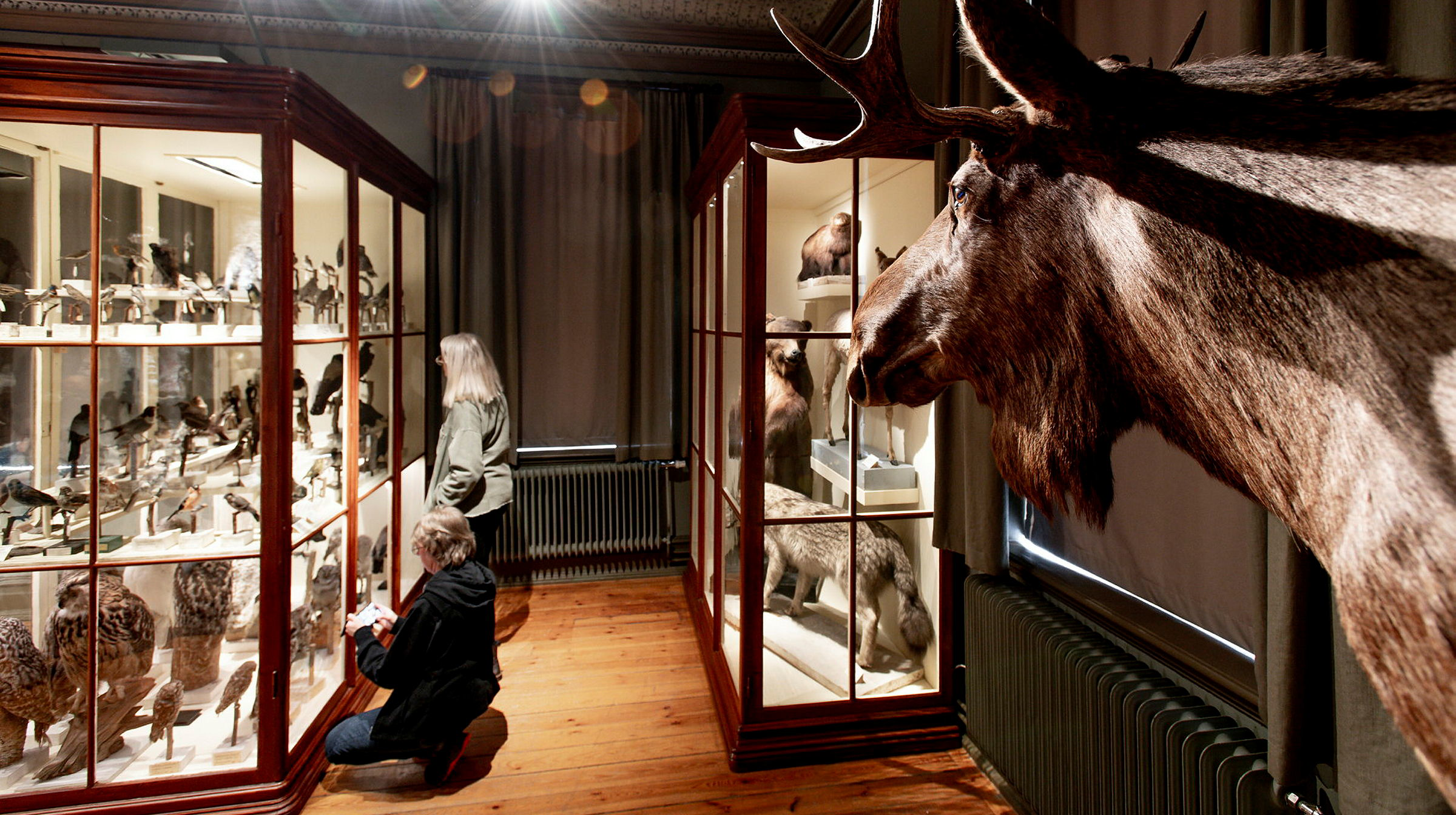 En uppstoppad älg tittar från höger i bild mot två personer som står vid en äldre glasmonter till vänster i bild.