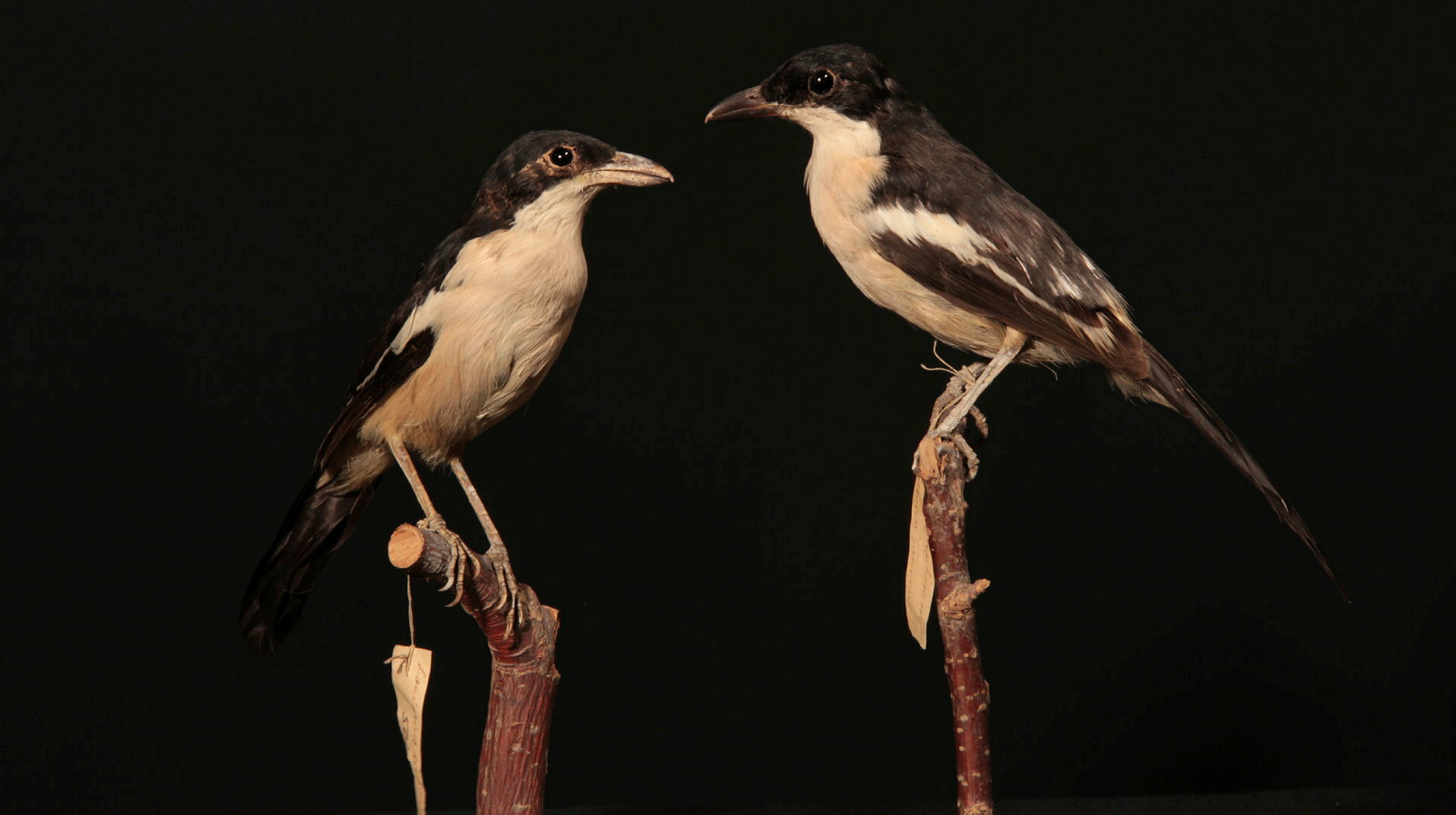 Två fåglar på var sin pinne.
