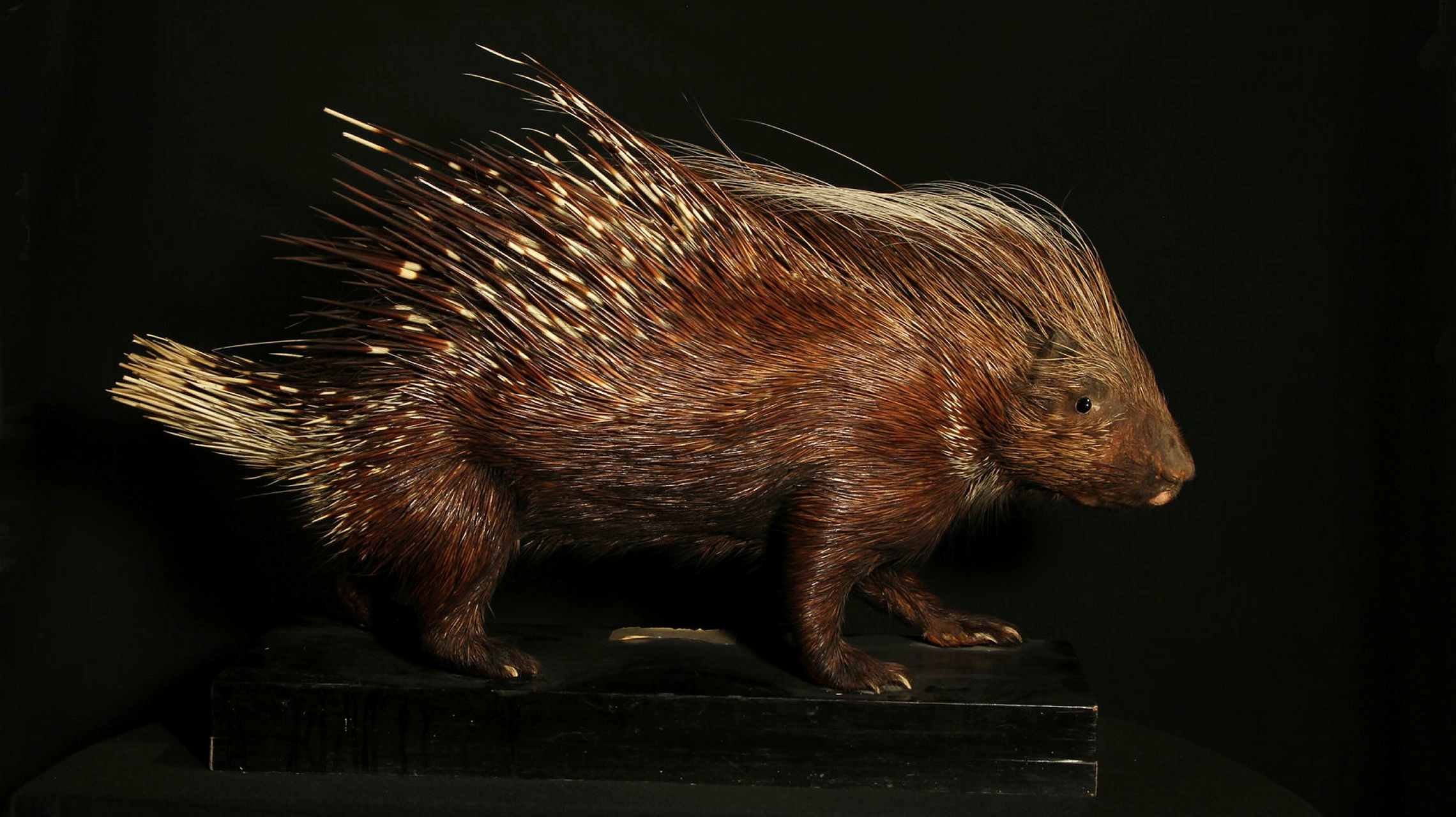 Ett piggsvin på svart platta.