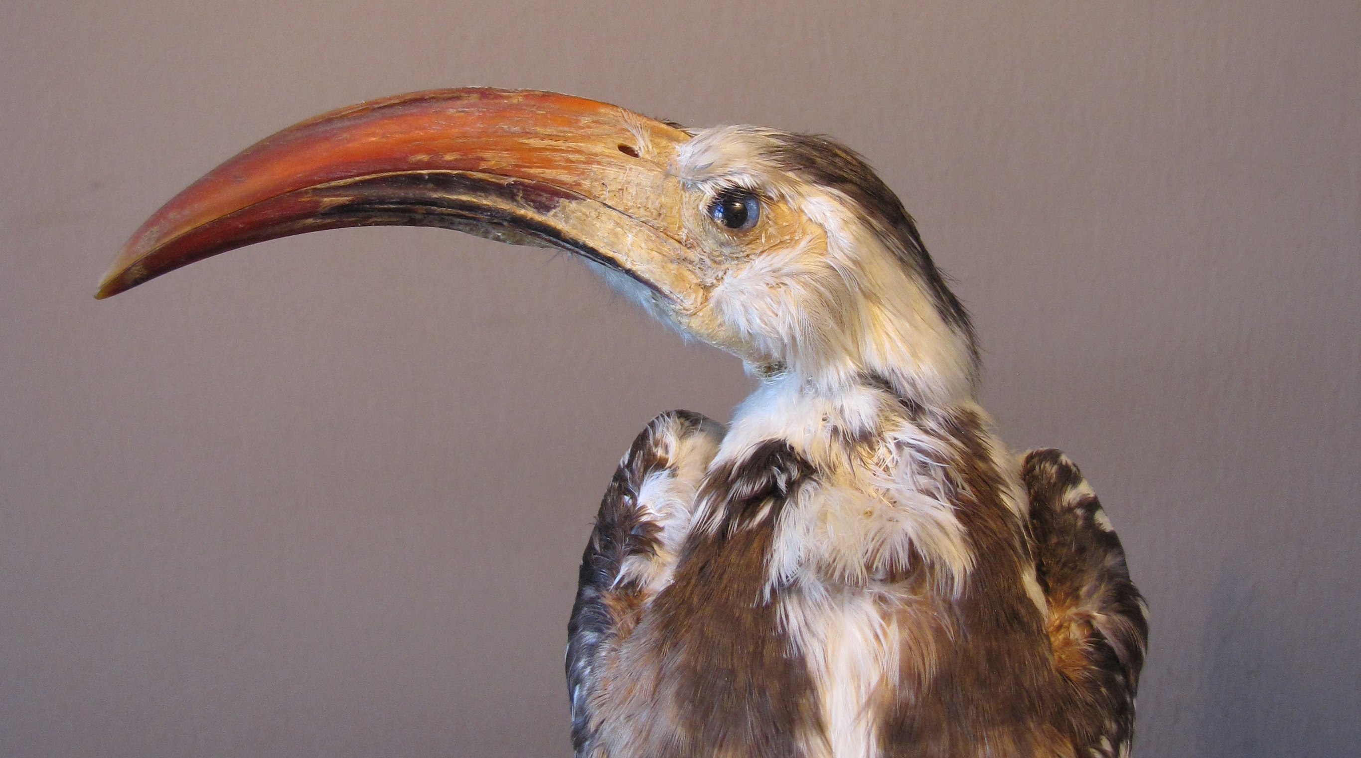 Fågel med stor näbb