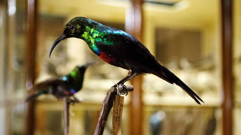 Fågel med skimrande färger