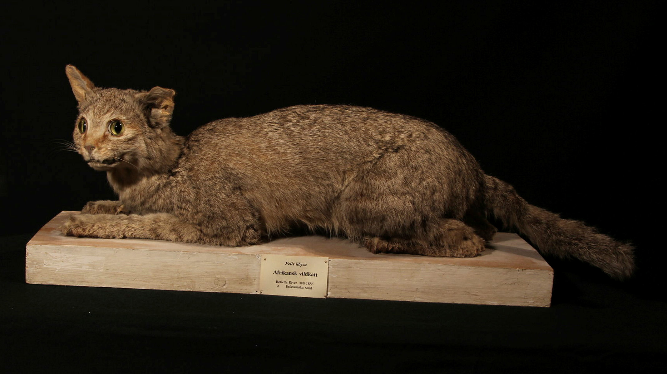 En afrikansk vildkatt