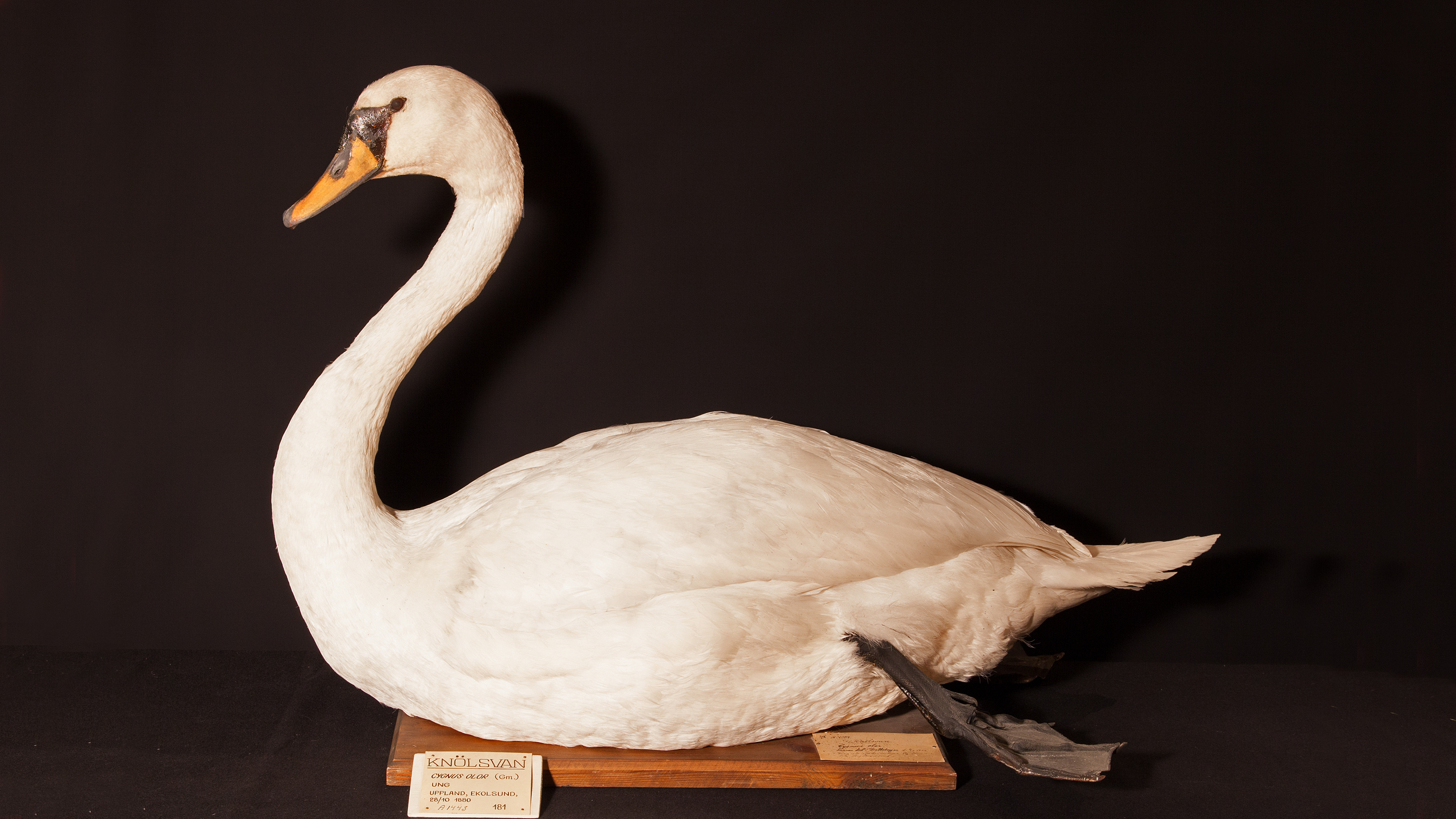 Knölsvan monterad på planka.