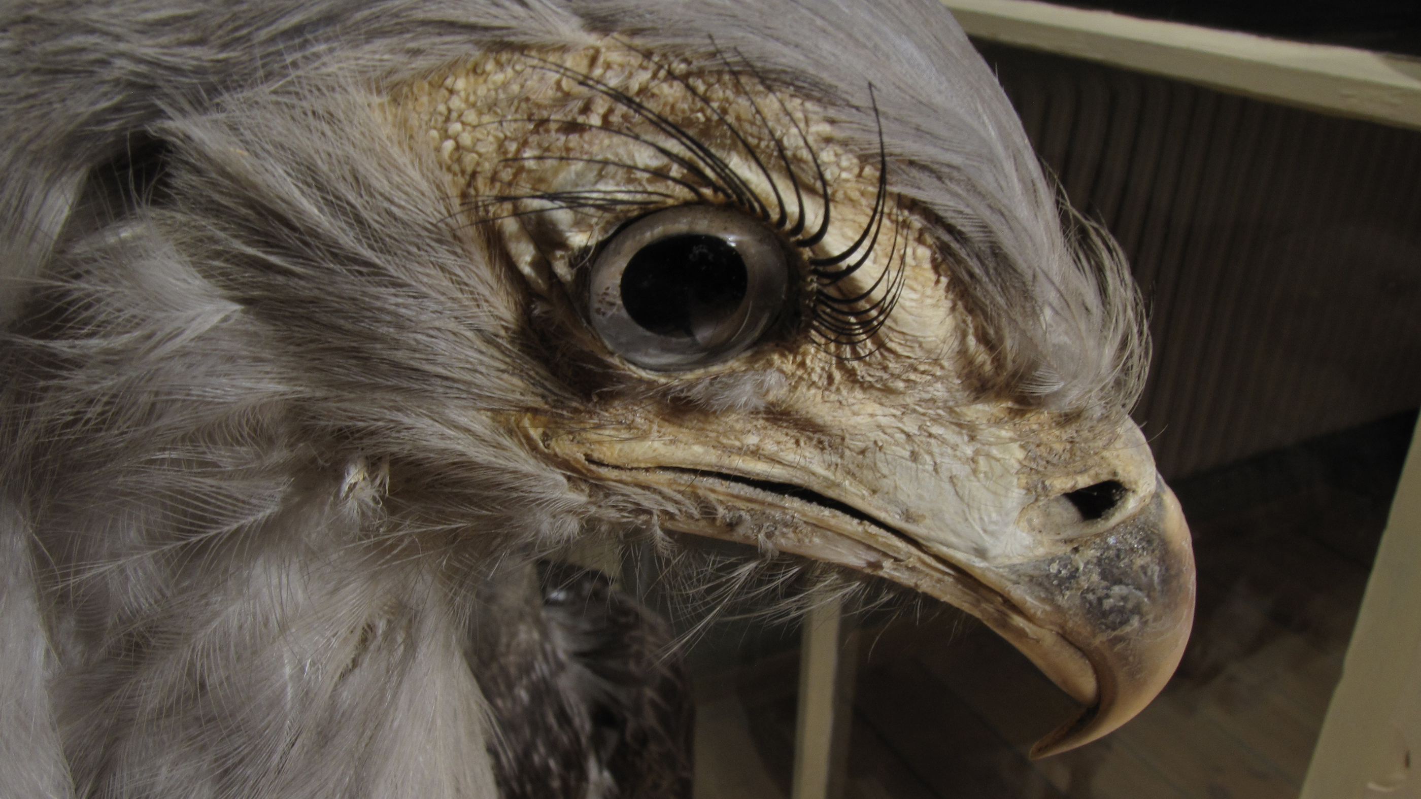 Fågel med långa ögonfransar