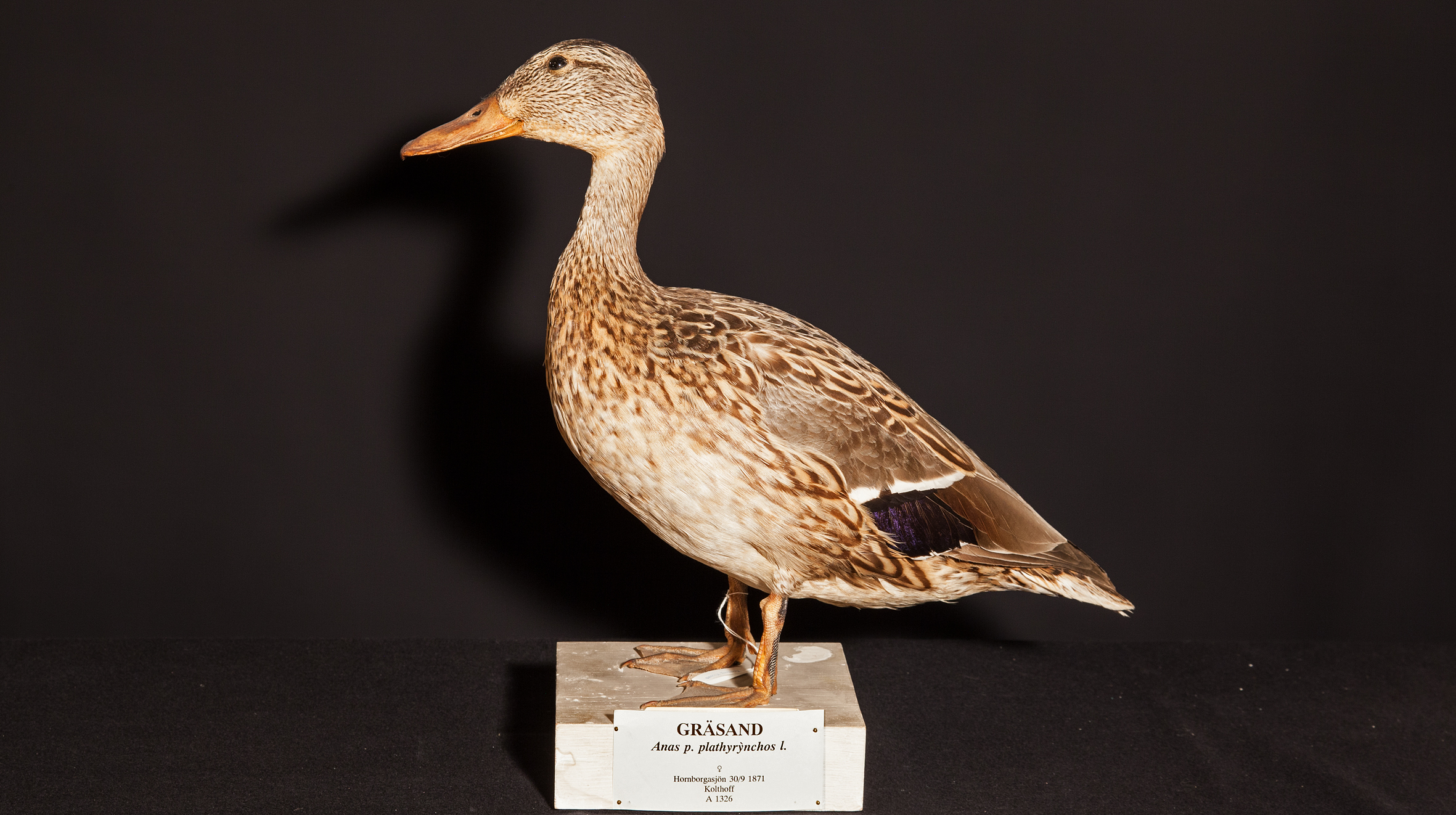 Gräsand monterad på platta