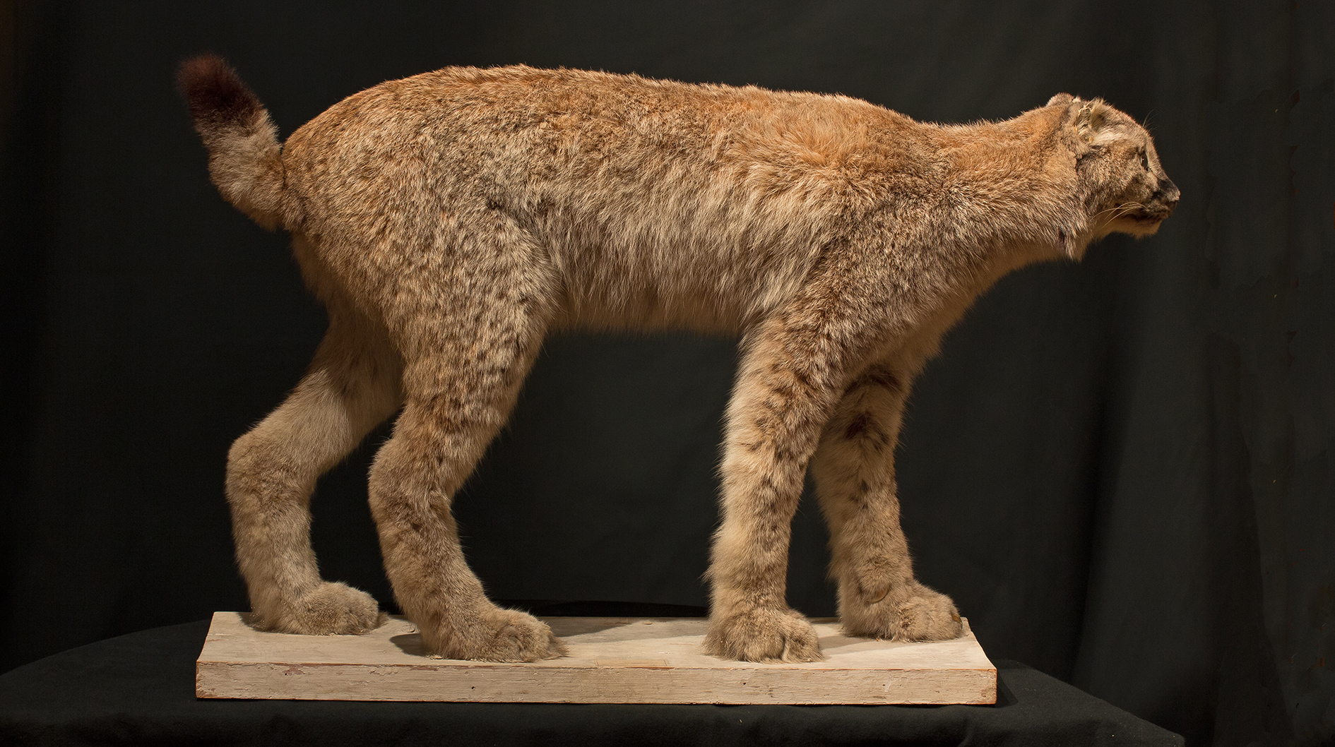 Ett monterat lodjur på platta.